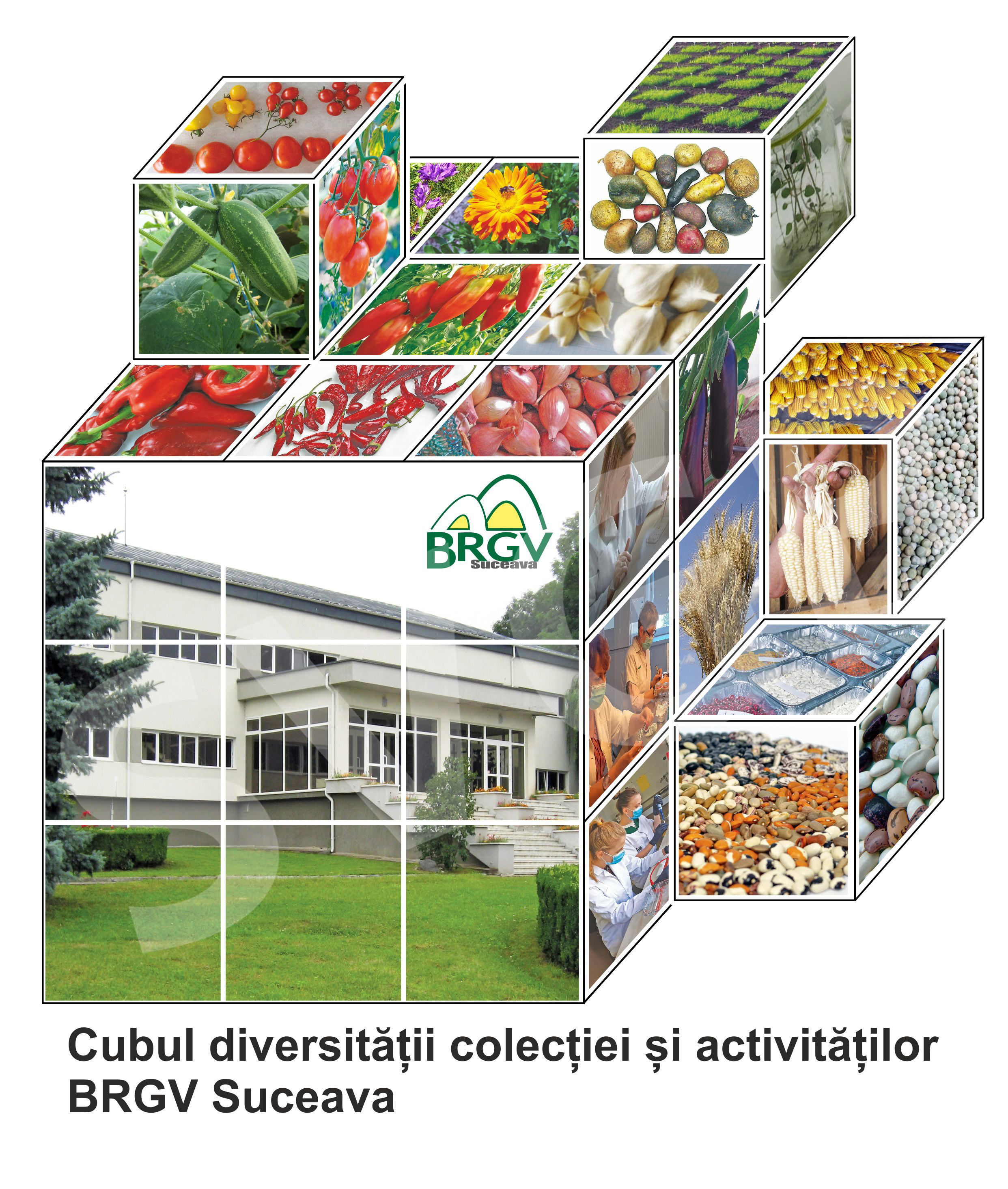 Cubul diversității colecției și activităților BRGV Suceava